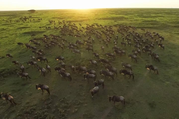 5-Day Serena Luxury Tanzania Safari: Tarangire, Serengeti & Ngorongoro photo 6