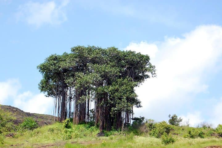Sinhagad Fort Guided Half-Day: A Practical Trek & Sightseeing Guide from Pune photo 6