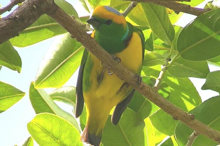 Monteverde Birdwatching Experience: Guided Morning Tour in Curi-Cancha Reserve photo 4