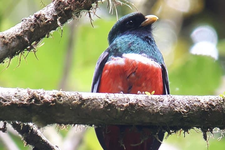 Monteverde Birdwatching Experience: Guided Morning Tour in Curi-Cancha Reserve photo 6