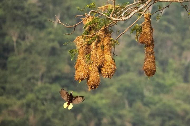 Jaco Birdwatching & Photography in Carara National Park with Sergio photo 6