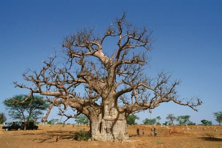 Discovery Senegal: 8-Day Cultural and Wildlife Circuit from Dakar photo 2