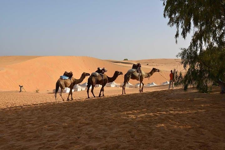 Discovery Senegal: 8-Day Cultural and Wildlife Circuit from Dakar photo 5
