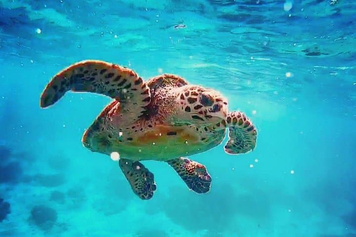 Blue Lagoon Bali Snorkeling Tour from Ubud — Coral Reefs, Moray Eels & Lunch photo 4