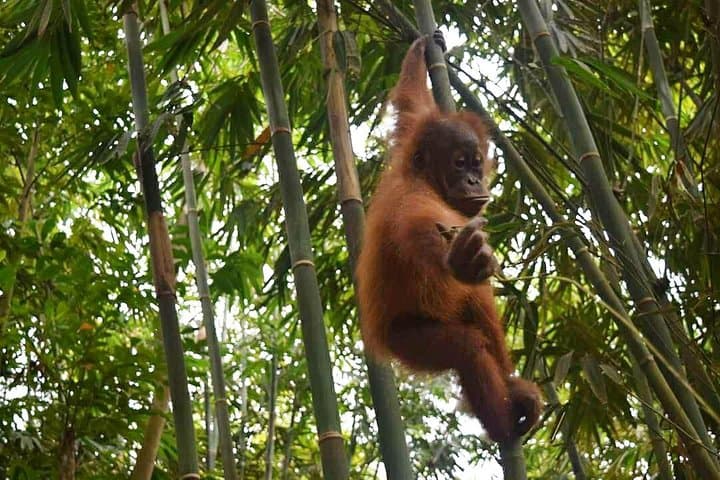 North Sumatra Wildlife & Volcano Circuit: Bukit Lawang, Sibayak & Lake Toba photo 2