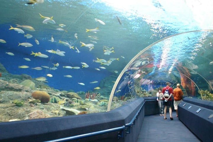 Underwater World Pattaya Skip-the-Line Ticket: 100m Aquarium Tunnel & Touch Pool