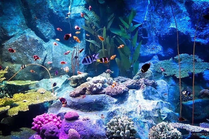 Underwater World Pattaya Skip-the-Line Ticket: 100m Aquarium Tunnel & Touch Pool photo 4