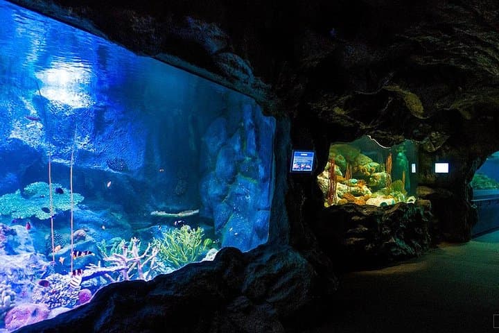 Underwater World Pattaya Skip-the-Line Ticket: 100m Aquarium Tunnel & Touch Pool photo 5