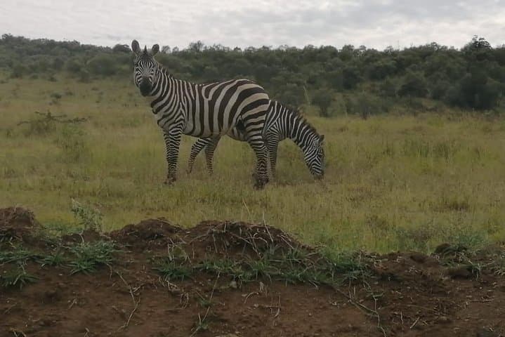 Explore Nairobi National Park: A Unique Urban Safari Experience photo 2