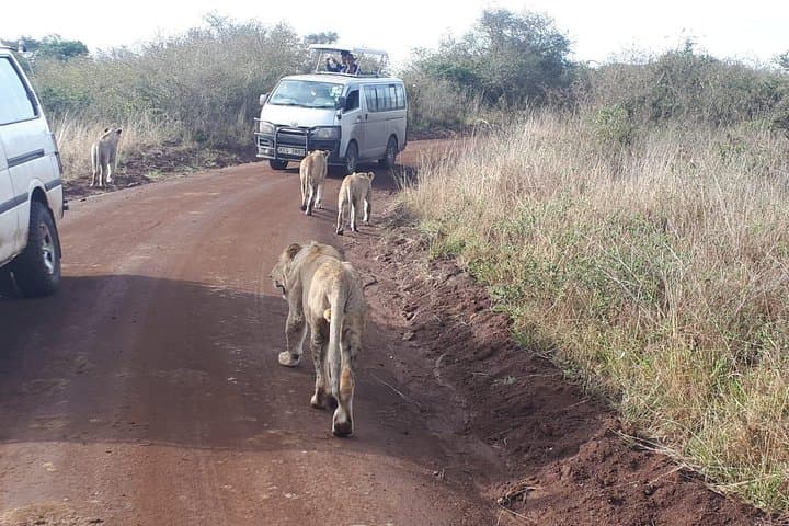 Explore Nairobi National Park: Urban Wildlife Safari and Conservation Experience photo 3