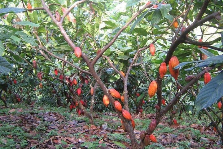 4-Day Dalat to Saigon Highlands & Cu Chi Tunnel Tour photo 2