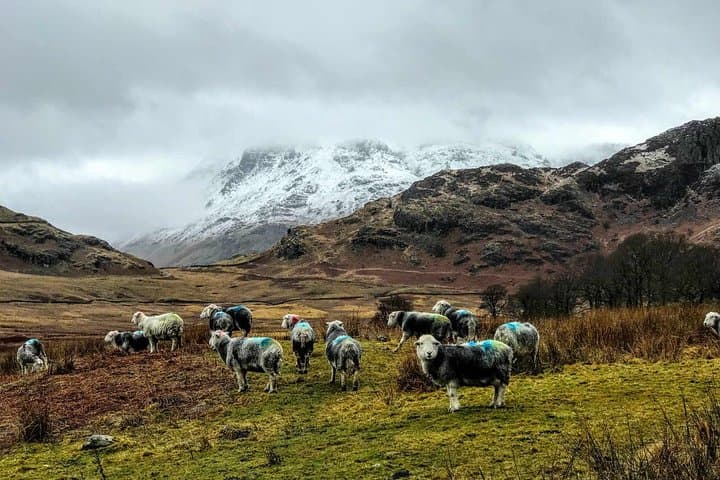 Full-Day Lake District Adventure from Liverpool: Windermere, Blea Tarn and Grasmere photo 5