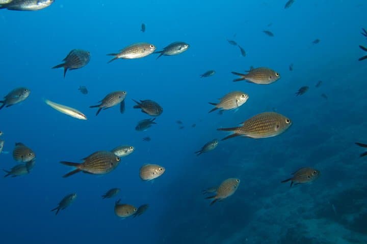 Night Snorkeling Krk: Bioluminescent Adriatic Adventure photo 4