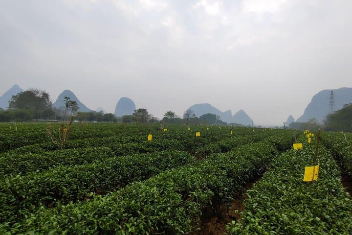 Half-Day Guilin Tour: Reed Flute Cave & Yao Mountain Tea Plantation photo 5