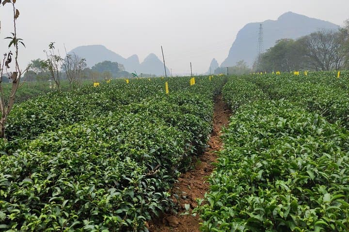 Half-Day Guilin Tour: Reed Flute Cave & Yao Mountain Tea Plantation photo 3