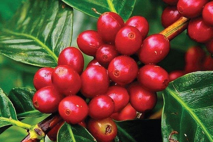 Seven-Day Coffee Origin Tour: Jimma, Keffa, Yirga Cheffe & Bebeka Estate