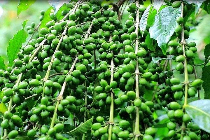 Seven-Day Coffee Origin Tour: Jimma, Keffa, Yirga Cheffe & Bebeka Estate photo 2