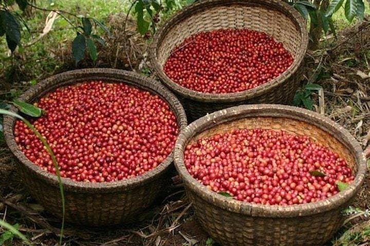 Seven-Day Coffee Origin Tour: Jimma, Keffa, Yirga Cheffe & Bebeka Estate photo 3