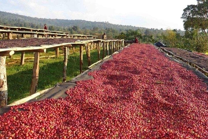Seven-Day Coffee Origin Tour: Jimma, Keffa, Yirga Cheffe & Bebeka Estate photo 5