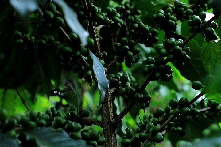 Seven-Day Coffee Origin Tour: Jimma, Keffa, Yirga Cheffe & Bebeka Estate photo 6
