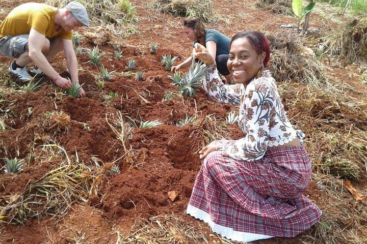 Hands-On Jamaican Farm Tour — Pick Pineapple & Learn Tropical Gardening photo 3