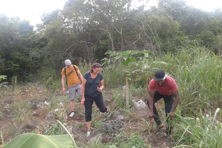 Hands-On Jamaican Farm Tour — Pick Pineapple & Learn Tropical Gardening photo 5