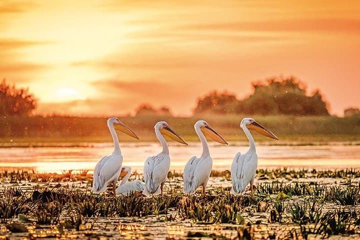 Danube Delta Private Tour from Bucharest: 2-Day Letea & Sulina Wildlife Cruise