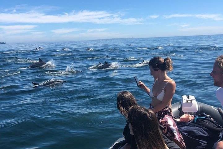Cape Town Boat Trip — Table Mountain & Marine Wildlife from the V&A Waterfront photo 2