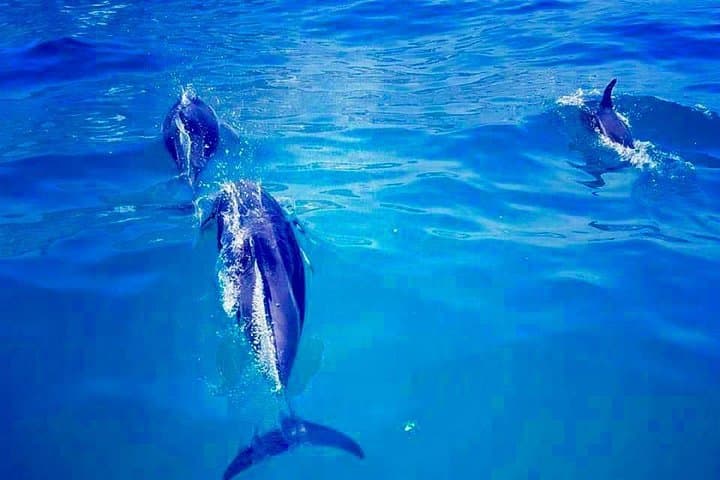 Cape Town Boat Trip — Table Mountain & Marine Wildlife from the V&A Waterfront photo 3