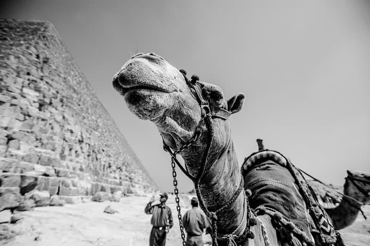 Sunset Camel Ride at Giza Pyramids — Evening Safari Near Cairo photo 6