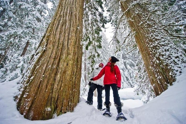 Medicine Trail Snowshoe Tour — Guided Snowshoeing & Medicinal Tea in Callaghan Valley photo 2