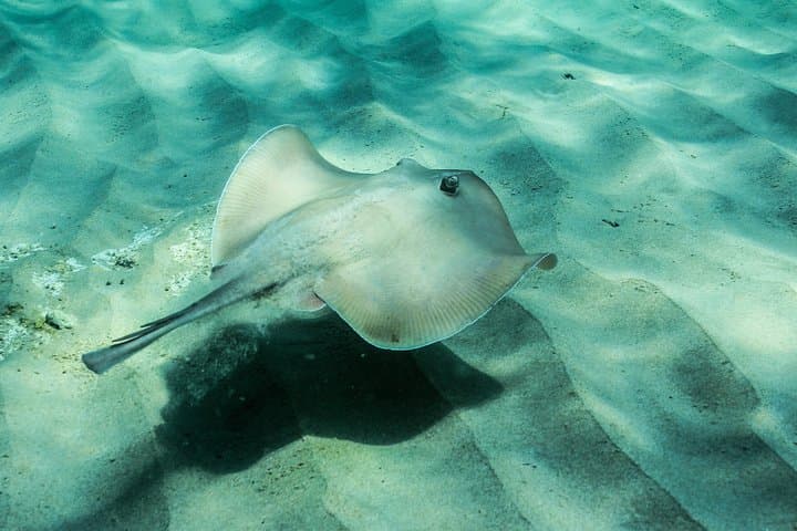 Port Stephens Sail & Snorkel: Dolphin Encounters and Island Reef Cruise photo 6