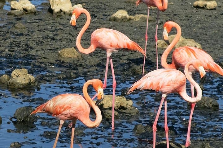 South Bonaire Land and Sea Snorkel Combo: Guided South Island Tour photo 4