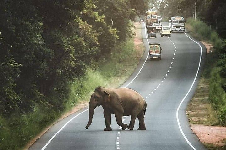 Private 6-Day Sri Lanka Sightseeing Tour: Kandy, Tea Country, Yala & Mirissa photo 1