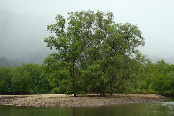 Langkawi Mangrove River Cruise and Pulau Dangli Snorkel Adventure photo 2
