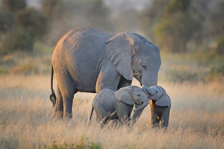 7-Day Tsavo, Amboseli, Lake Nakuru & Masai Mara Wildlife Safari — Big Five, Flamingos & Maasai Culture photo 5