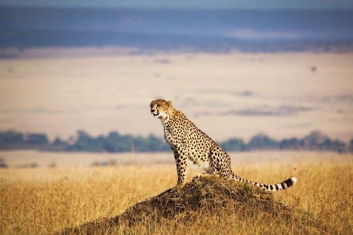 7-Day Kenya Safari: Samburu, Ol Pejeta, Lake Naivasha & Maasai Mara photo 5