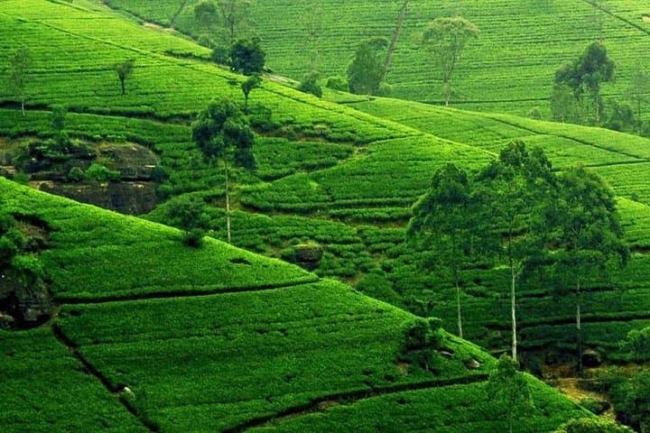 Kandy City Tour: Temple of the Tooth, Lake Walks & Hilltop Tea Views photo 6