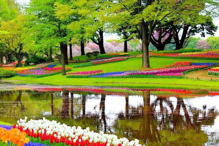 Private Half-Day Tour to Keukenhof Tulip Fields from Amsterdam