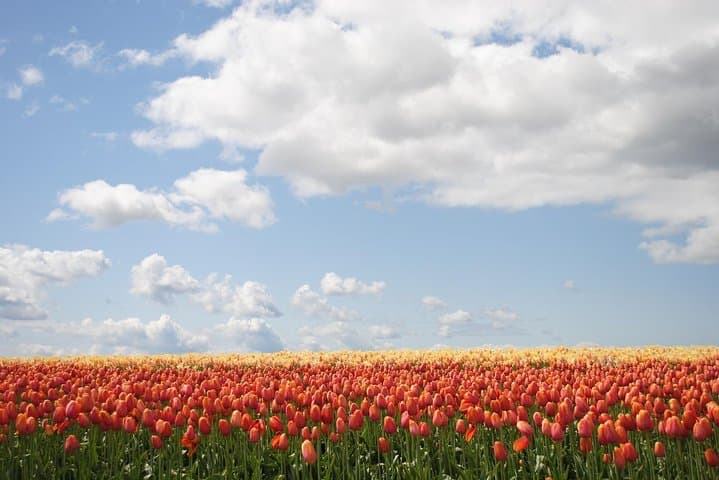 Private Half-Day Tour to Keukenhof Tulip Fields from Amsterdam photo 4