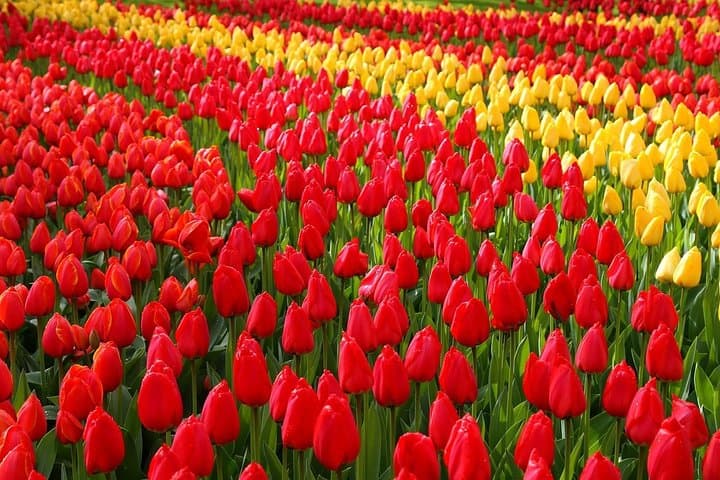 Private Half-Day Tour to Keukenhof Tulip Fields from Amsterdam photo 3
