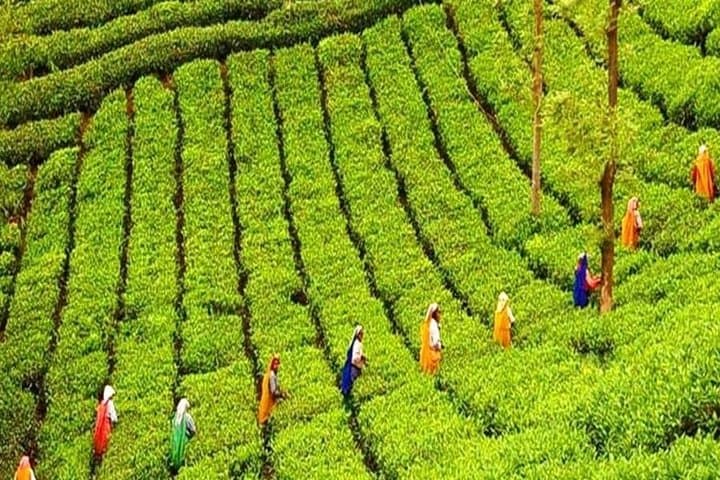 Kerala 4-Day Pocket Friendly Package: Cochin, Munnar & Alleppey Houseboat
