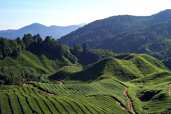 Kerala 4-Day Pocket Friendly Package: Cochin, Munnar & Alleppey Houseboat photo 2