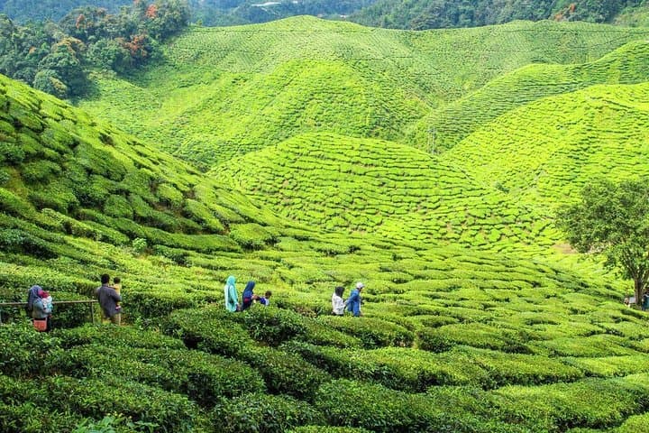 Kerala 4-Day Pocket Friendly Package: Cochin, Munnar & Alleppey Houseboat photo 3