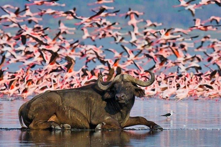 Rift Valley Lakes to Maasai Mara: 6-Day Private Safari through Kenya’s Wildlife Heartland photo 5