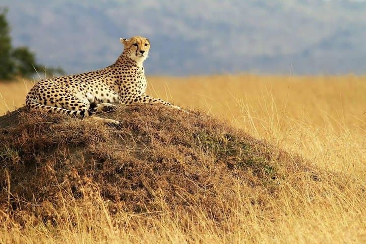 4-Day Serengeti Safari: 3-Night Big Five & Great Migration Game Drives photo 2