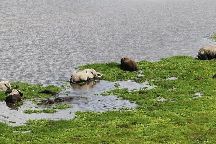 6-Day Amboseli, Lake Naivasha & Masai Mara 4x4 Safari: Big Five, Rift Views & Maasai Culture photo 3
