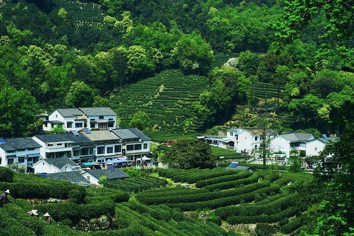 Make the Most of a Hangzhou Layover: West Lake, Lingyin Temple & Longjing Tea Fields photo 5
