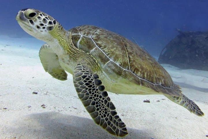 Discover Scuba in St Maarten: Beginner Caribbean Dives at Divi & Simpson Bay photo 5