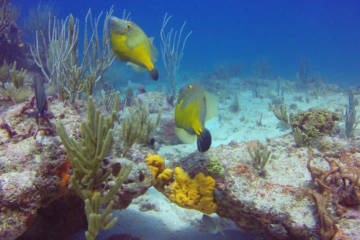 Discover Scuba in St Maarten: Beginner Caribbean Dives at Divi & Simpson Bay photo 6